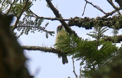 Pogoniulus chrysoconus