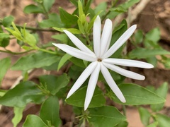 Jasminum multipartitum