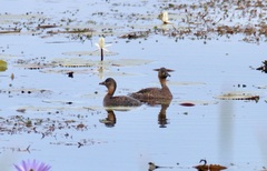 Thalassornis leuconotus