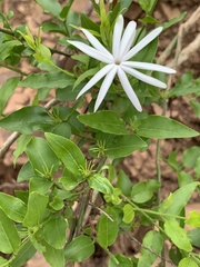 Jasminum multipartitum