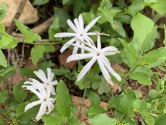 Jasminum multipartitum