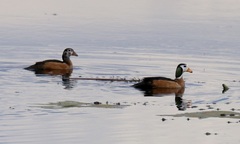 Nettapus auritus