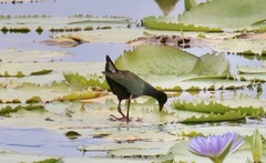 Porphyrio alleni