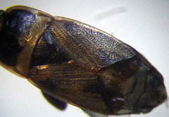 Bleteogonus beckeri