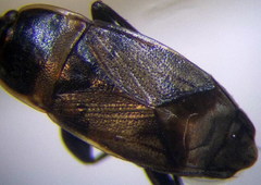 Bleteogonus beckeri