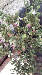 Erica strigilifolia