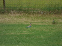 Coracias benghalensis