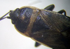 Bleteogonus beckeri