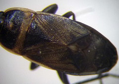 Bleteogonus beckeri