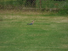 Coracias benghalensis