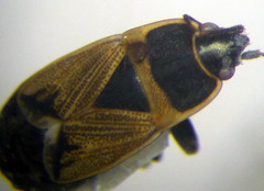 Bleteogonus beckeri