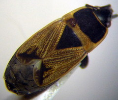 Bleteogonus beckeri