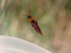 Lordithon trinotatus