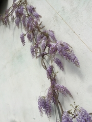 Wisteria sinensis