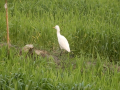 Bubulcus ibis