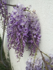 Wisteria sinensis