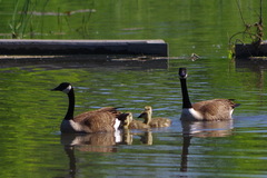 Branta canadensis