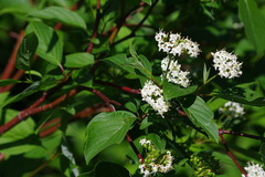 Cornus sericea