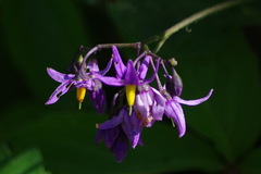 Solanum dulcamara