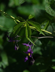 Solanum dulcamara