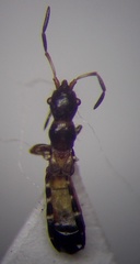 Bogdiana myrmica