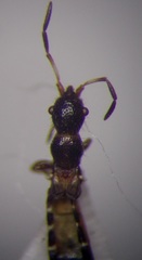 Bogdiana myrmica
