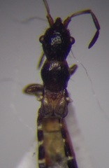 Bogdiana myrmica
