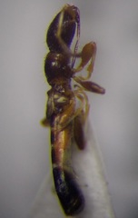 Bogdiana myrmica