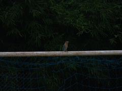 Coracias benghalensis