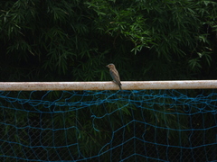 Coracias benghalensis