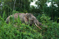Elephas maximus borneensis