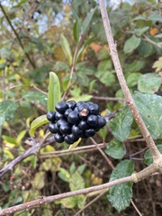 Ligustrum vulgare