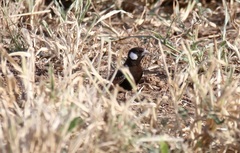 Eremopterix leucotis