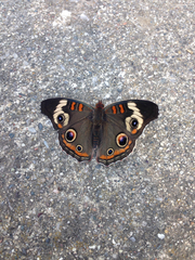 Junonia coenia coenia
