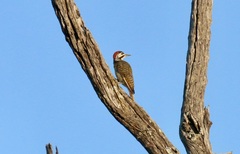 Campethera bennettii