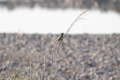 Acrocephalus orientalis