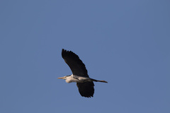 Ardea cinerea