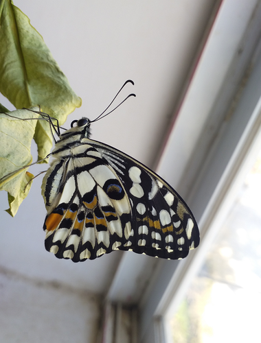 Lime Swallowtail