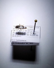 Brachycarenus tigrinus