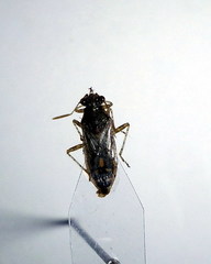 Brachycarenus tigrinus