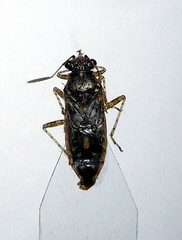 Brachycarenus tigrinus