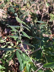 Lithospermum officinale