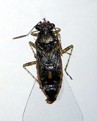 Brachycarenus tigrinus