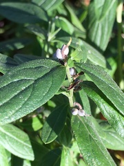 Lithospermum officinale