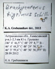 Brachycarenus tigrinus