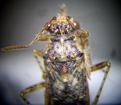 Brachycarenus tigrinus