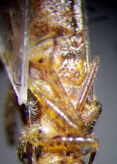 Brachycarenus tigrinus