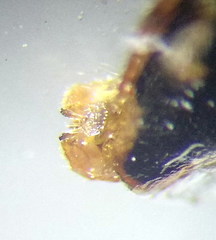 Brachycarenus tigrinus