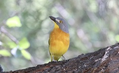 Malaconotus blanchoti