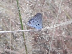 Euchrysops cnejus